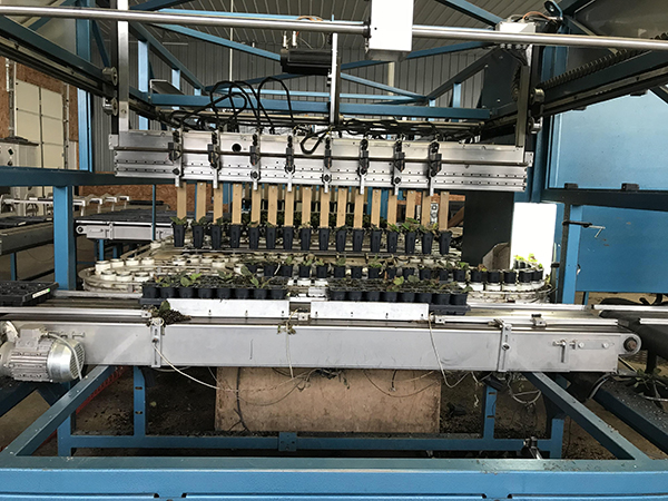 Grading and sorting machine 